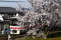 京王線と桜
