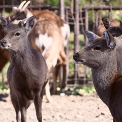 万力公園の鹿さん