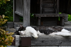 猫