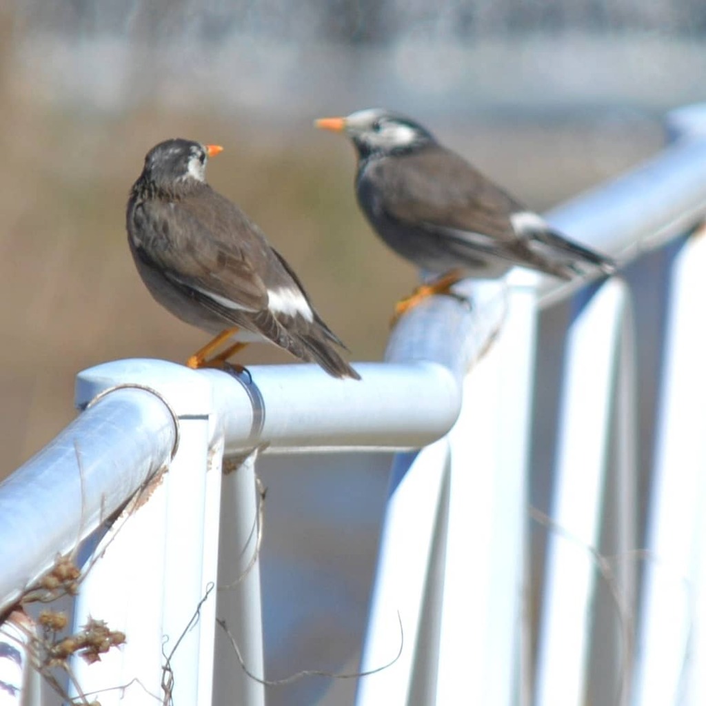 河川敷 鳥さん