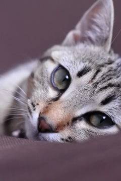 ぱっちり
