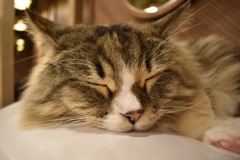 (( _ _ ))..zzzZZ