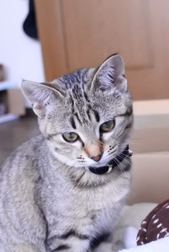 ニャンニャン