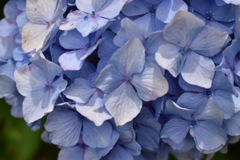 hydrangea