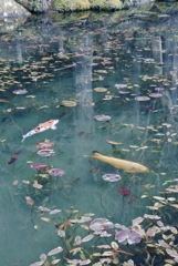モネの池