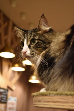 猫カフェ