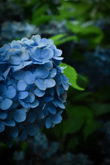 紫陽花