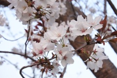 熊野の桜