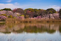 桜の水面