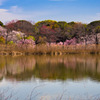 桜の水面