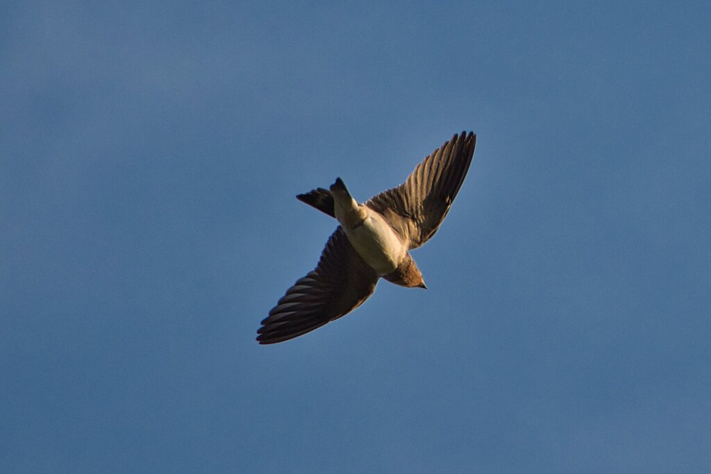 庄内緑地公園の鳥たち