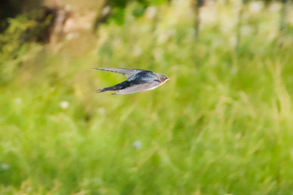 庄内緑地公園の鳥たち