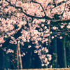 Teal & Orange 桜