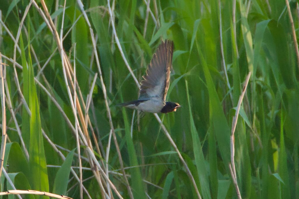 庄内緑地公園の鳥たち