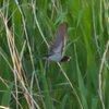 庄内緑地公園の鳥たち