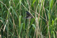 庄内緑地公園の鳥たち