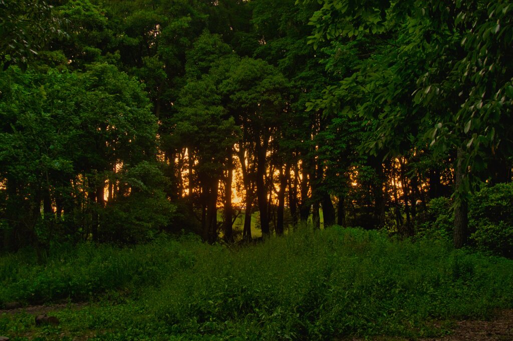 夕暮れの庄内緑地公園