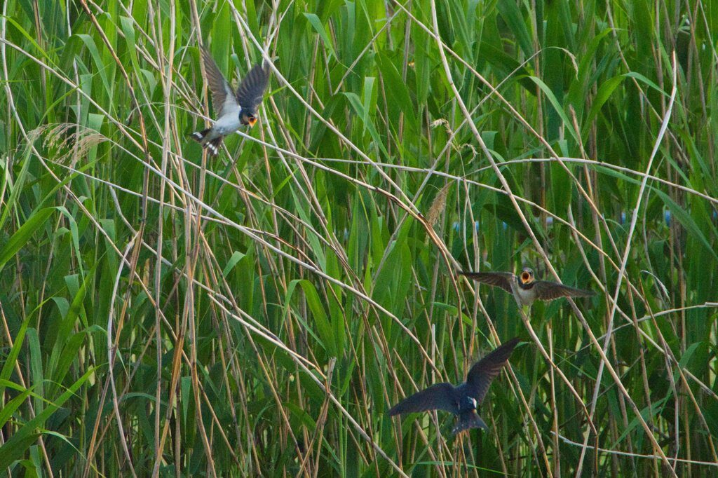 庄内緑地公園の鳥たち