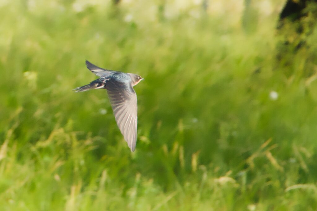 庄内緑地公園の鳥たち