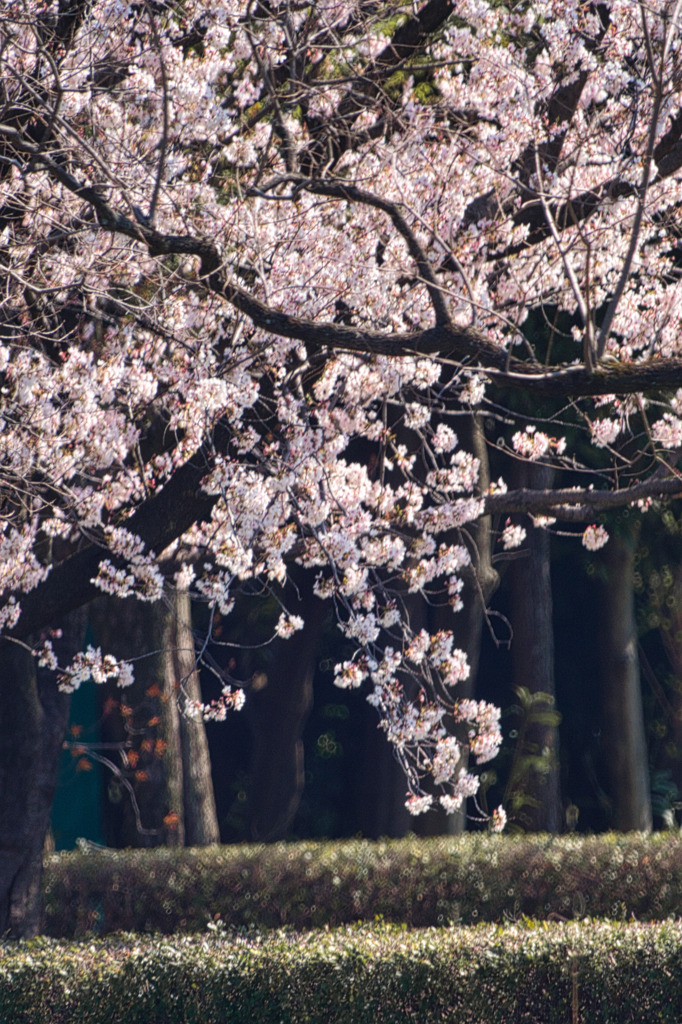 枝下桜
