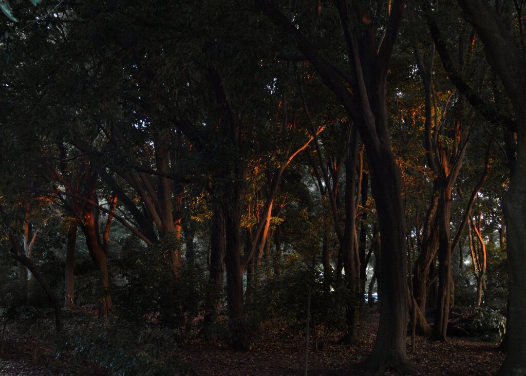 夕暮れの庄内緑地公園