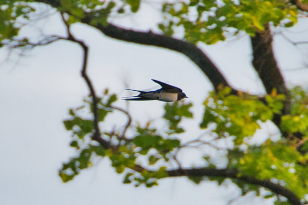 庄内緑地公園の鳥たち