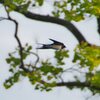 庄内緑地公園の鳥たち