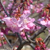 早咲きの桜