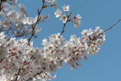 ＳＡＫＵＲＡ