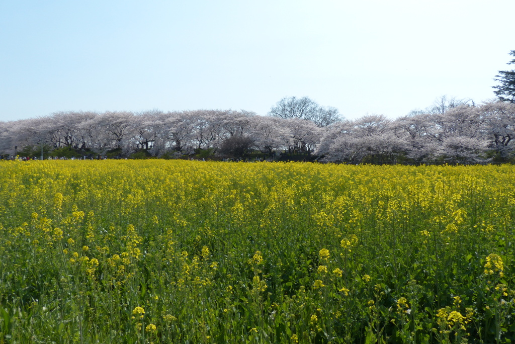 桜と菜の花