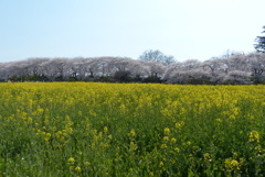 桜と菜の花