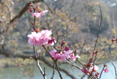 早咲きの桜２