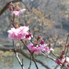 早咲きの桜２