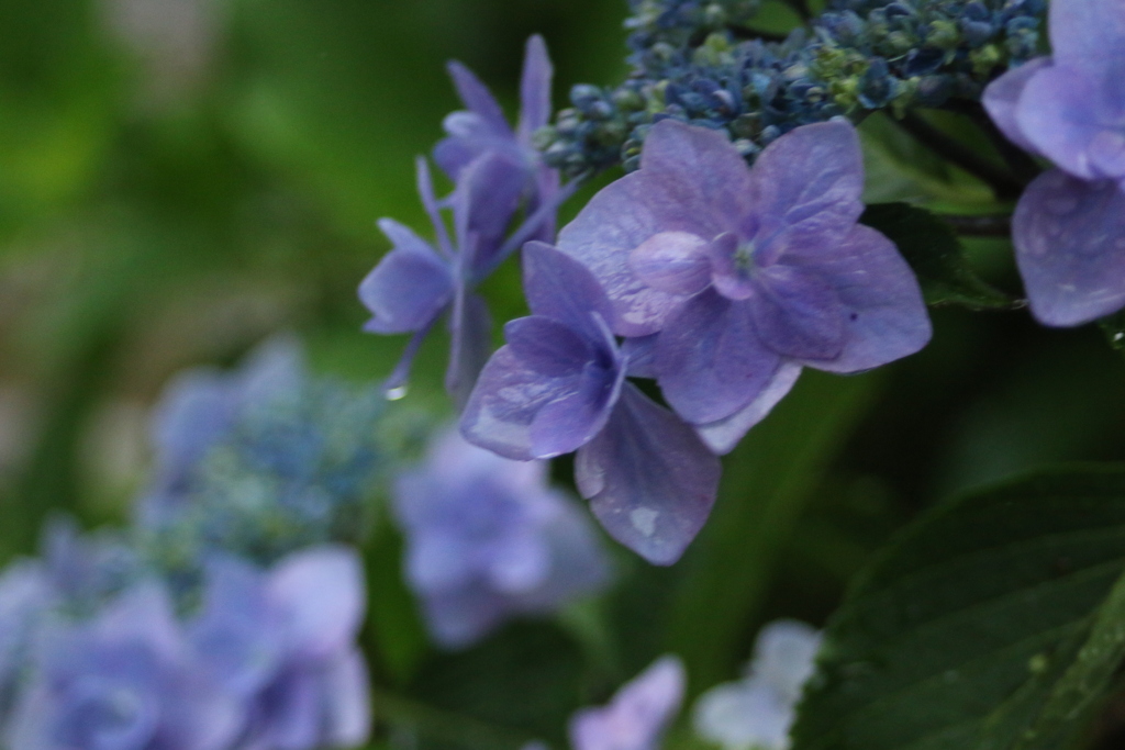 露花 