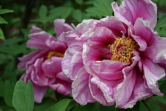 華花