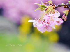 河津桜