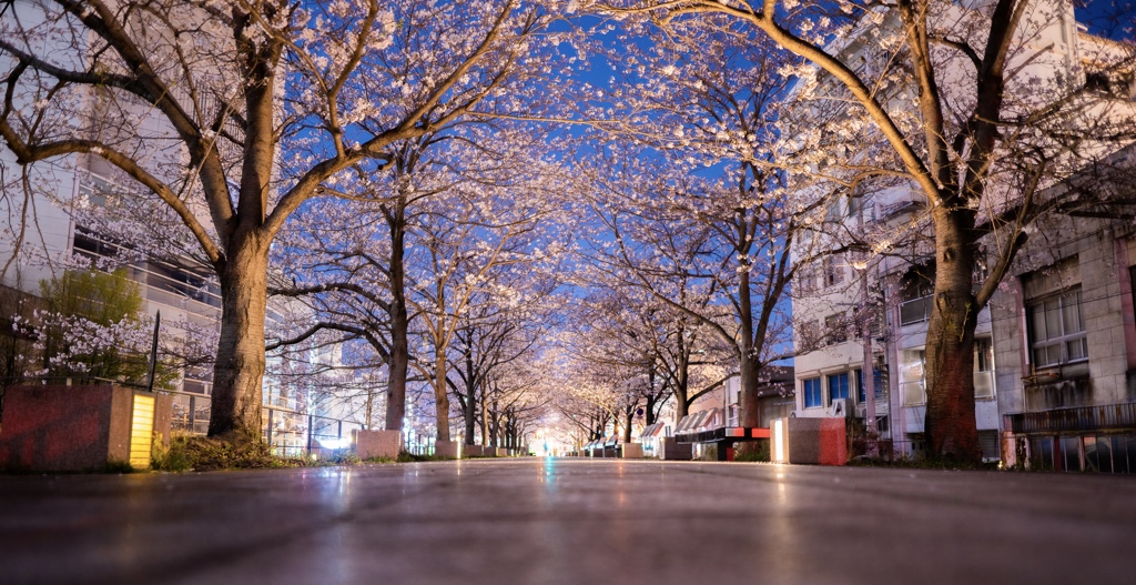 桜