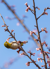 桜とメジロ