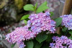 紫陽花
