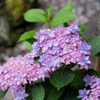 紫陽花