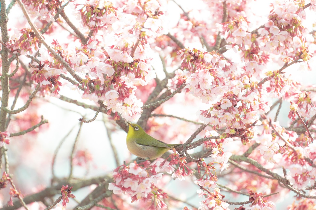桜×メジロ