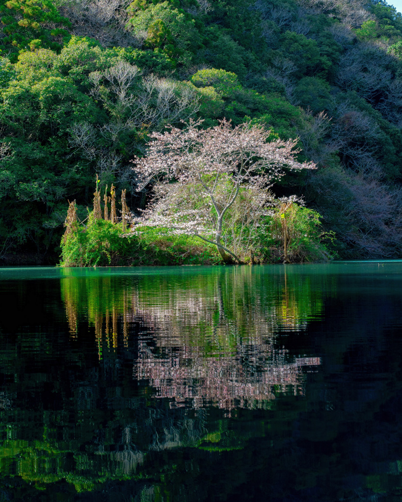浮島桜