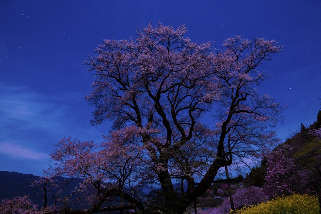 ひょうたん桜