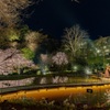 夜桜とハープ
