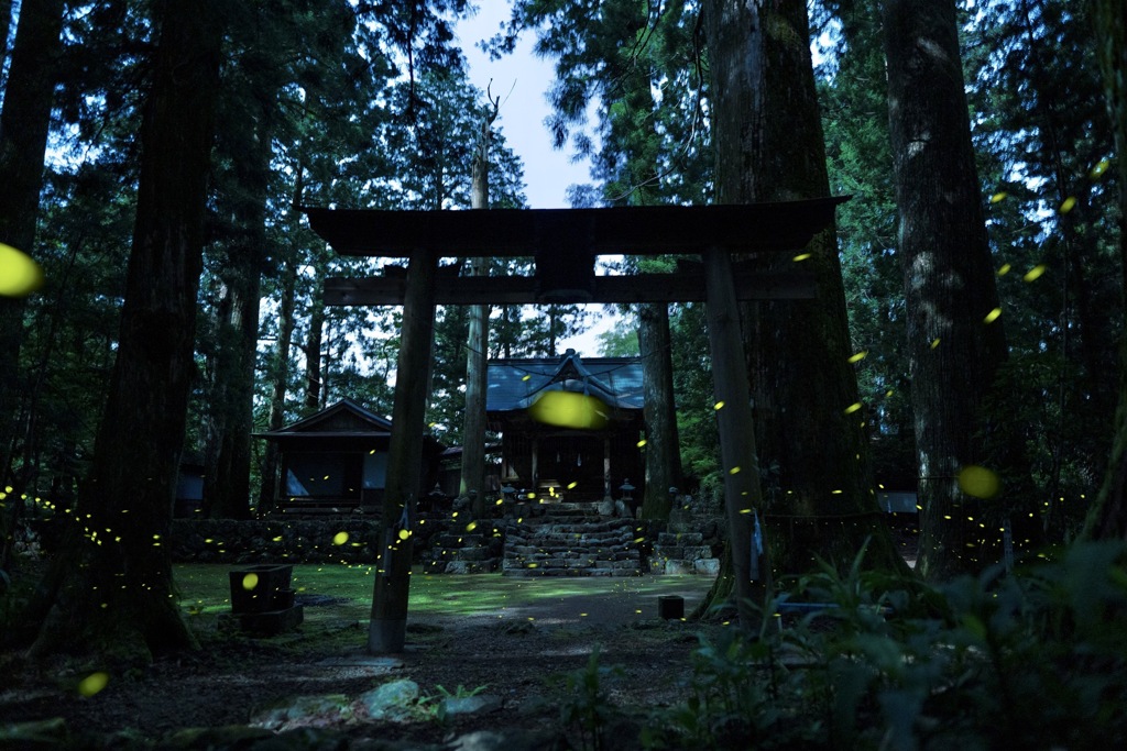 ホタルのいる神社