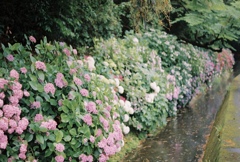 紫陽花
