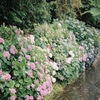 紫陽花