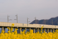 福井県 菜の花と新幹線