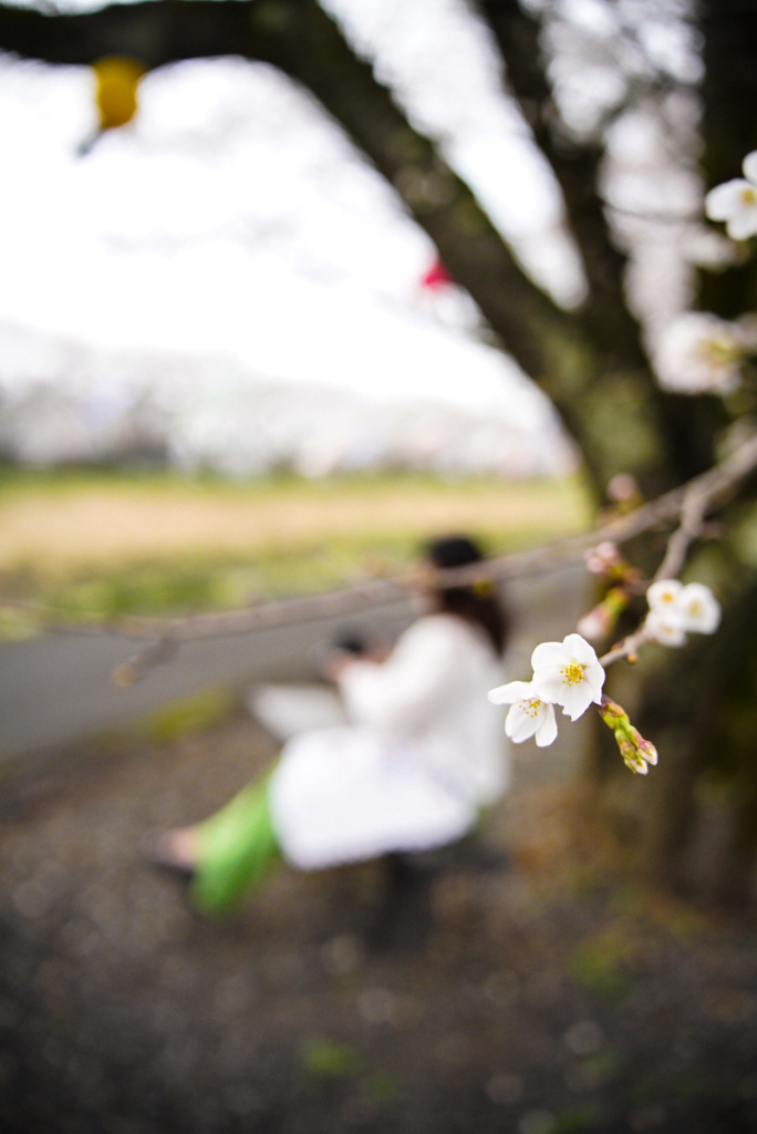 桜と彼女