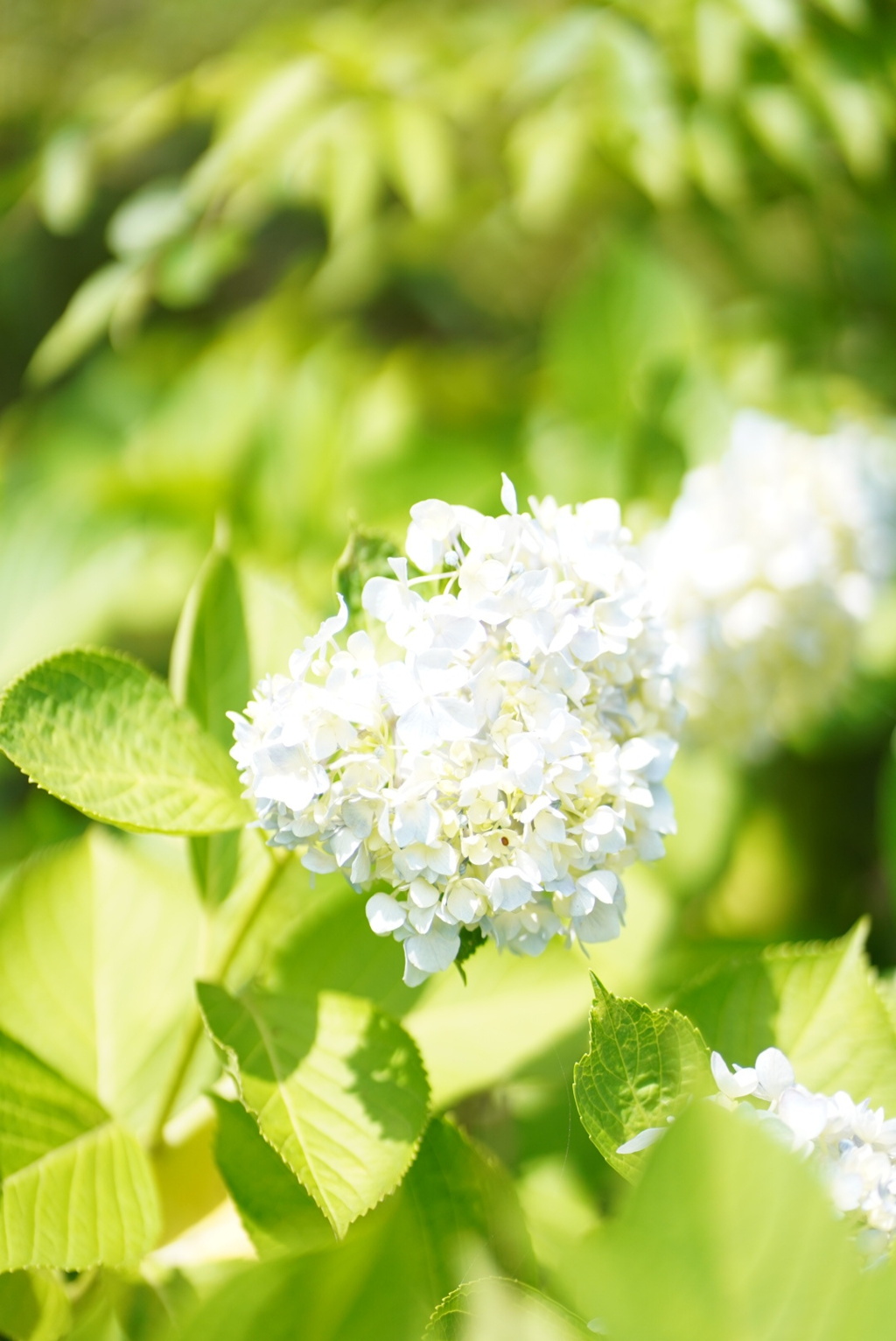 紫陽花